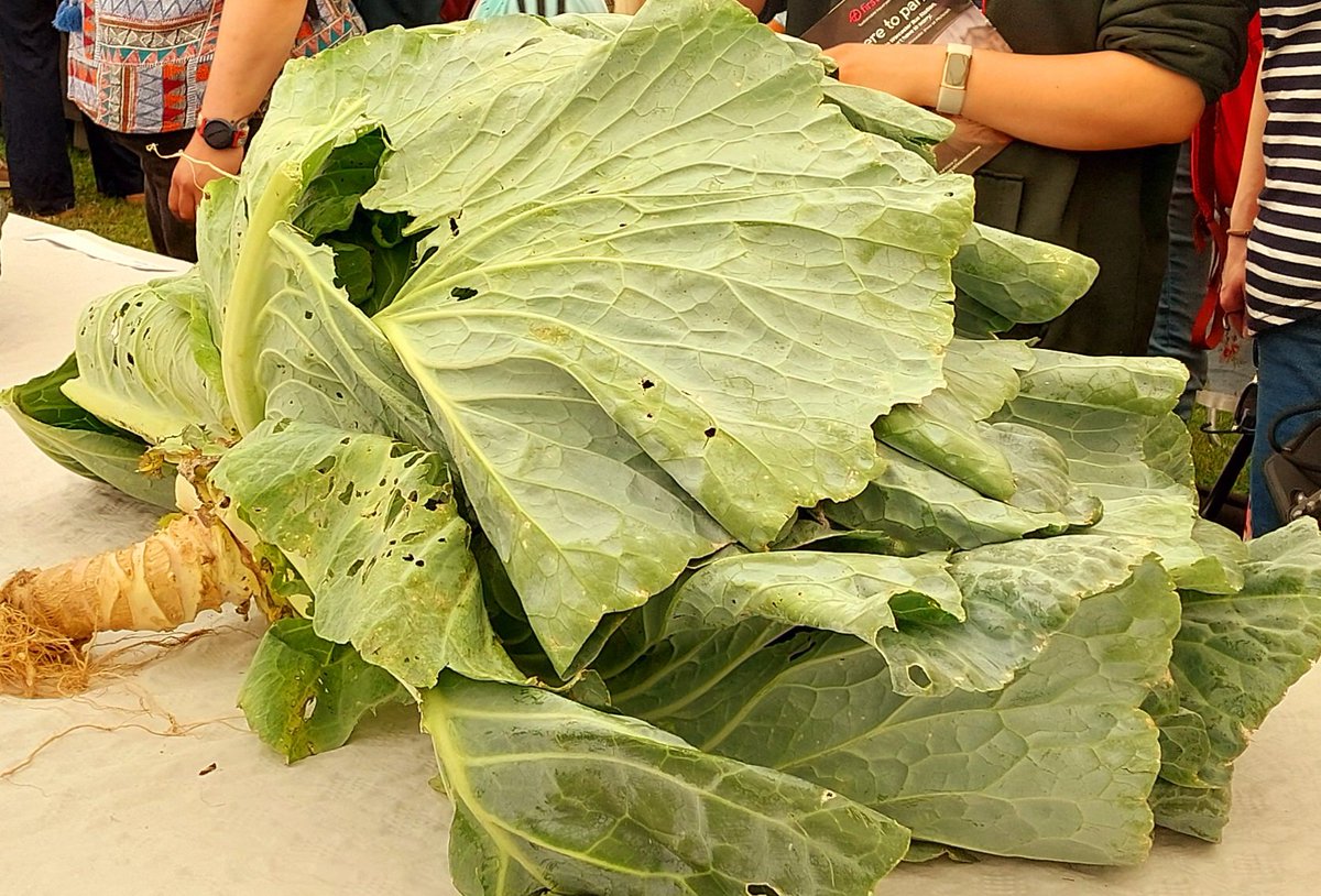 David Storey tweet media