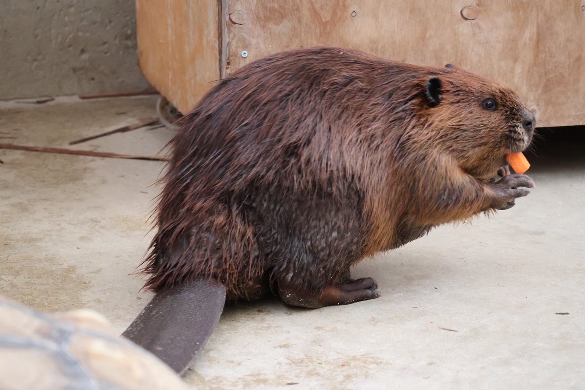 にんじんをもらって
亀からそそくさと逃げるきよちゃん

2025.3

#アメリカビーバー
#beaver 
#トリアスふれあい動物園
#きよ