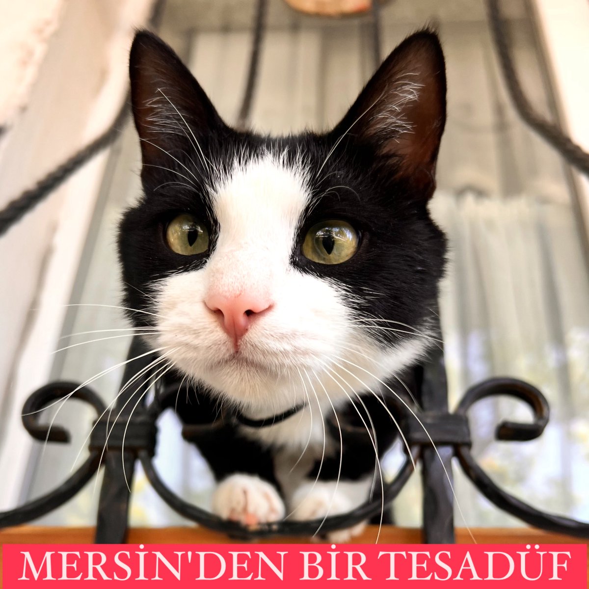 Hayat işte. Komşumuzun Mersin'de yaşayan ailesi ile kedisinin durumu ile görüştüm. O arada olayları anlattılar. Kedisi kapıdan çıkıyor, kayboluyor. Arıyorlar tarıyorlar yok. Günler sonra tamamen başka bir sebepten ötürü barınağa gidiyorlar. Evin küçük kızı "anne, seslensem burada