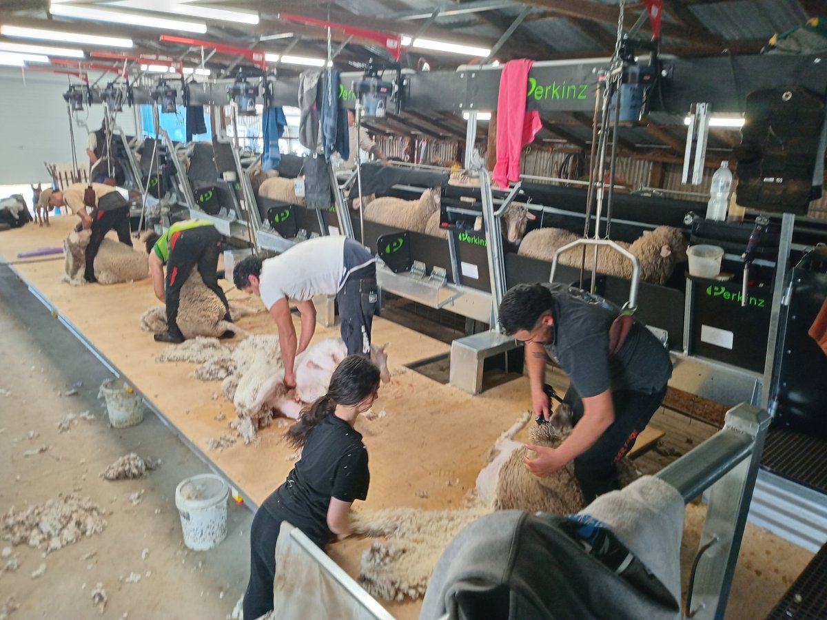 Latest 6 stand ShearMaster in action in NSW.  Went well.  Video to come.