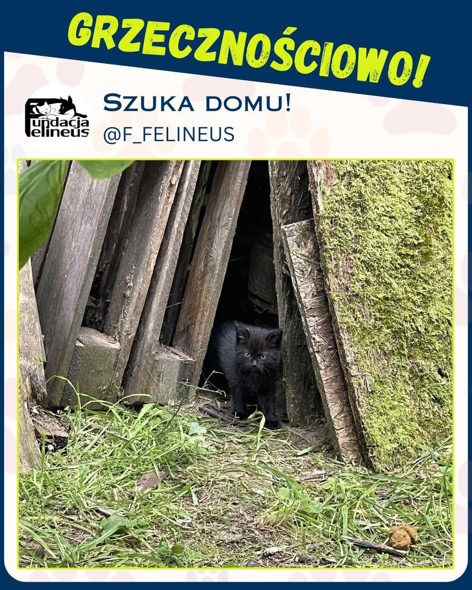 F_FELINEUS's tweet image. Grzecznościowo!

Radawa/Podkarpacie
5 małych kociąt pilnie potrzebuje domów.
Kocięta są niezbyt ufne. Potrzebują człowieka, bo dla nich to jedyna szansa na lepsze życie.
Więcej szczegółów pod numerem telefonu 608 176 308.

#koty #Kocięta #dom #pomoc #przygarnij