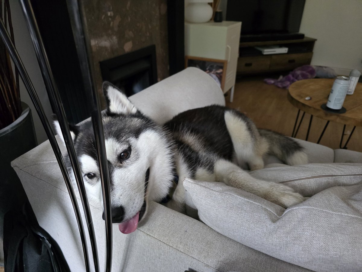 Getting in the morning walk before the blast of sun later today - its really worn us out! 😅