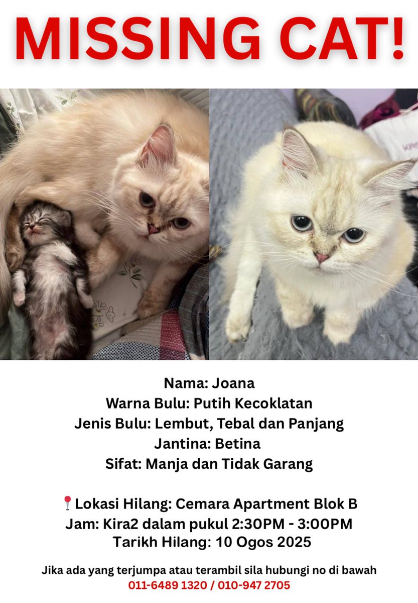 Hello people of X, I’m extending this post here for better reach (owner gave her permission).

Please help to retweet my colleague’s cat. She has been missing since the 10th.

Thank you in advance and may God bless all of you ❤️