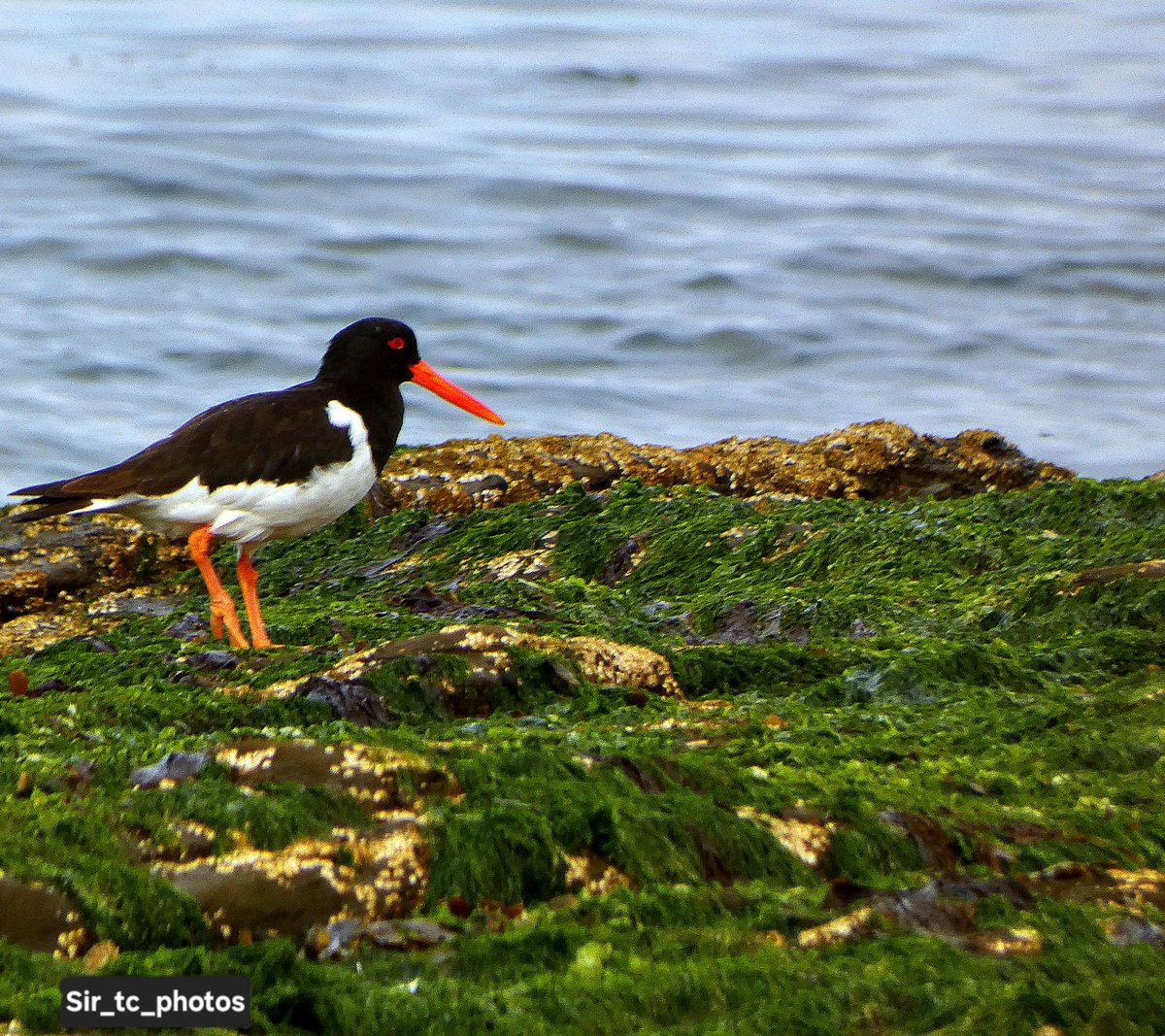 Photos of a plover, turnstones and an oystercatcher at Redcar. #birdphotography #wildlifephotography #NaturePhotography #coastalphotography