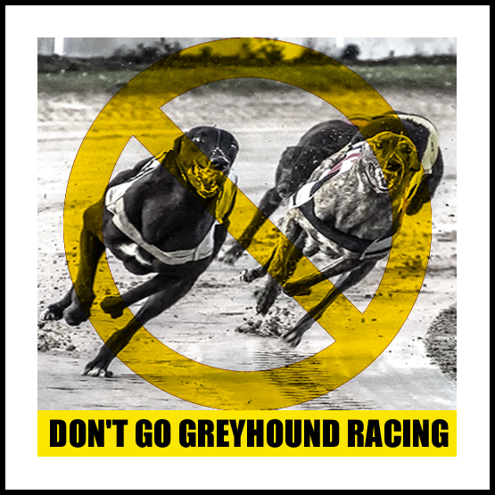 Ban Blood Sports tweet media