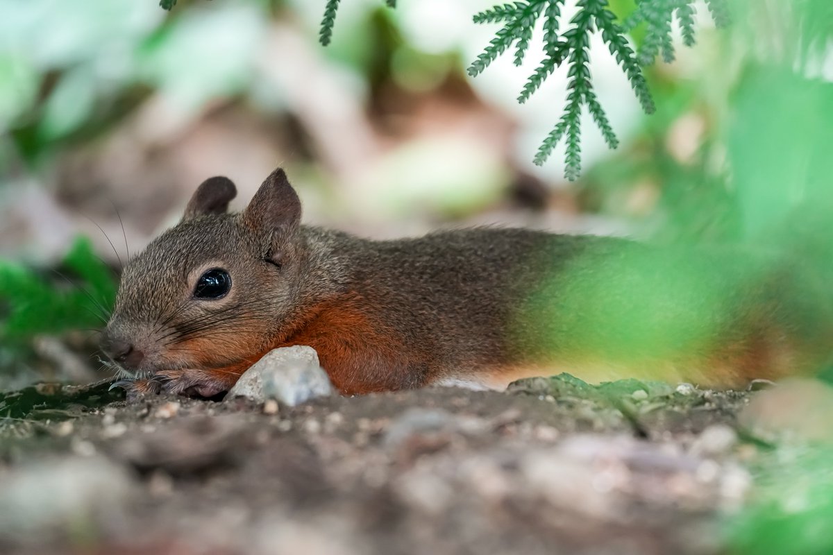 あちい

#ニホンリス
#神戸どうぶつ王国