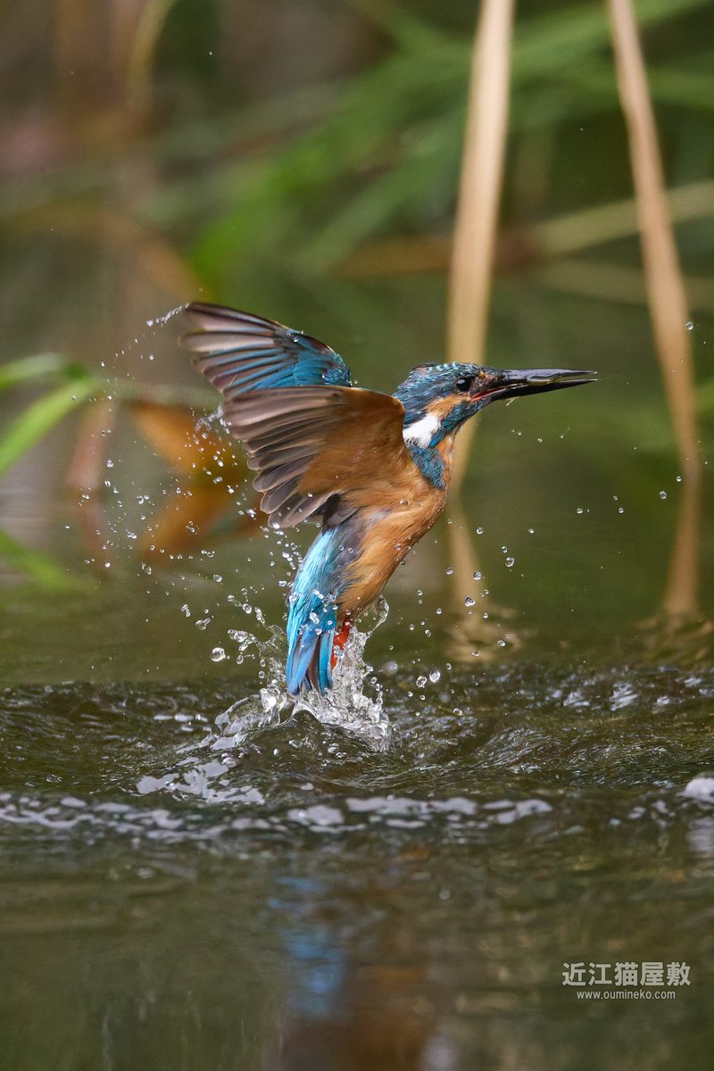 ５ヶ月ぶりのカワセミ飛び込み撮影。今年も無事に戻ってきてくれました😍 #野鳥観察 #野鳥撮影 #カワセミ 詳細→ oumineko.com/archives/36374