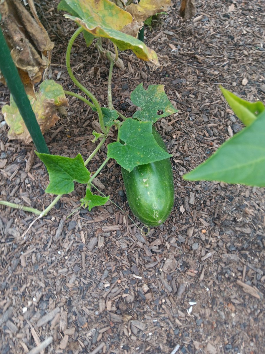 Willie Holmes tweet media