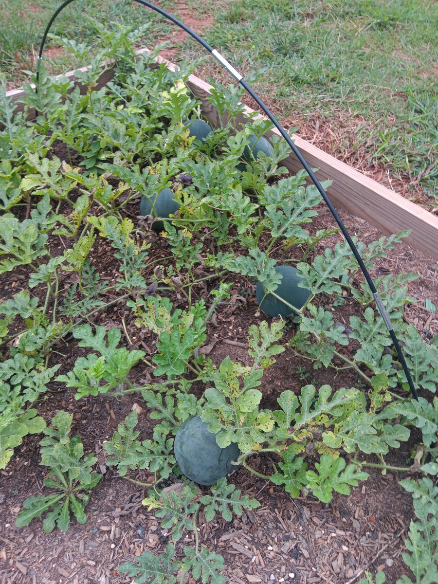 Willie Holmes tweet media