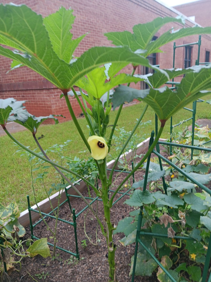 Willie Holmes tweet media