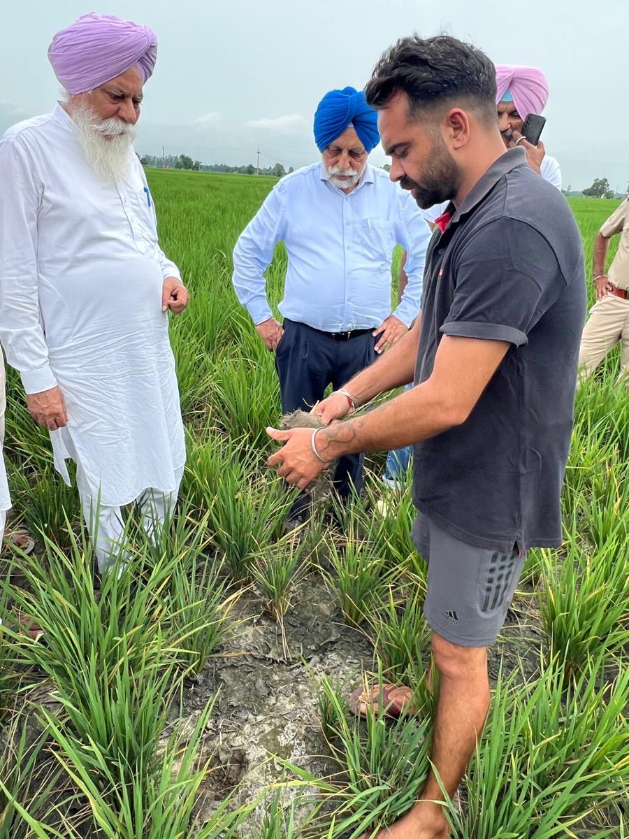 Paddy dwarfing disease caused by Southern Rice Black Streaked Dwarf Virus (SRBSDV) has surfaced in Punjab, with confirmed cases in multiple districts and growing concern among farmers.