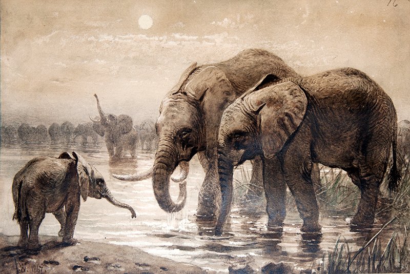 ZSLLibrary's tweet image. Today we are celebrating #WorldElephantDay so sharing this evocative original  #drawing of African elephants by Joseph Wolf in 1867. The drawing forms part of our #specialcollections
#worldelephantday2025