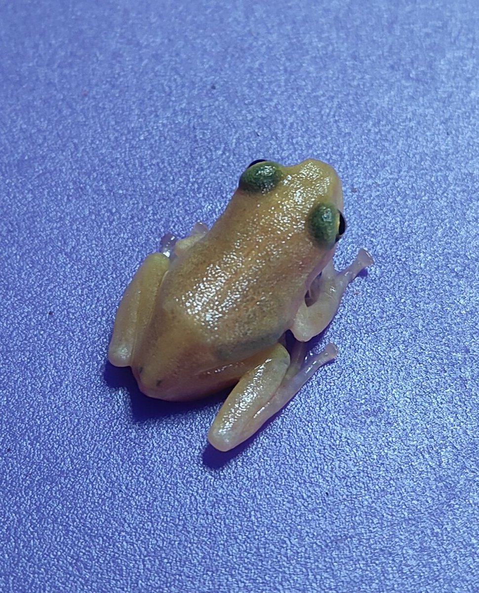 疲れていても給餌。
まだ黄緑になりません💦
意外と長く観ていられる色でした。