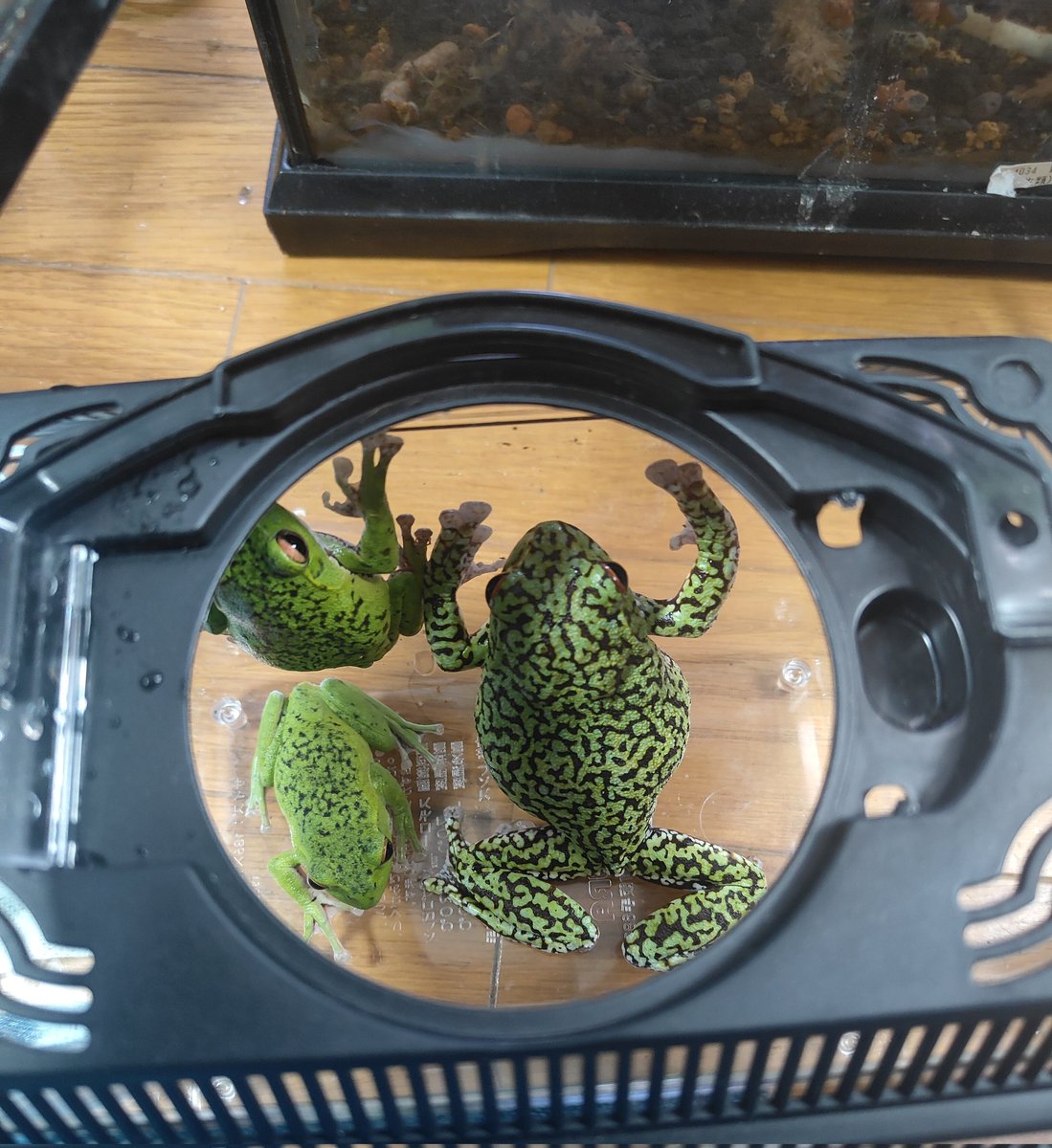 疲れてもメンテ😥
モリアオガエルは心配🐸