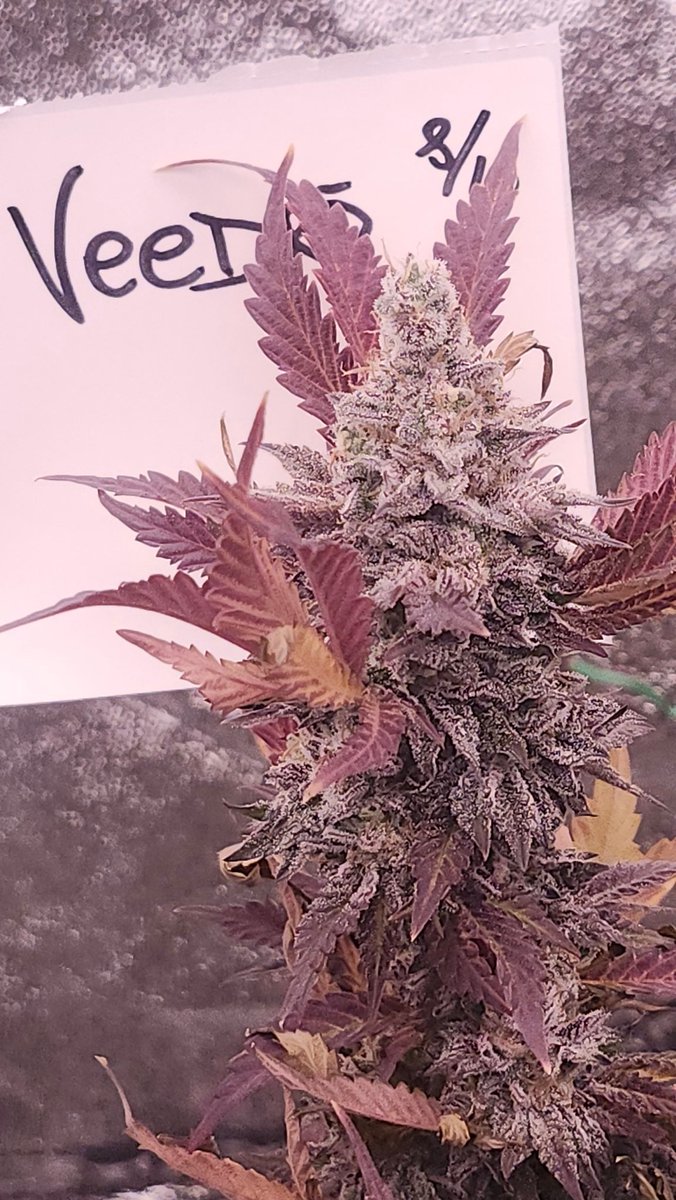 4 head Shots. I decided to let the <a href="/SIK3_one/">SIKE1</a> batch run an extra week. Put them in the big tent for better loght spread! Letsss Goooo! 
#Mmemberville #weed #growyourown #420fam #cannaculture #420community #BUDFLOOD #420life #pot_break #StonerFam