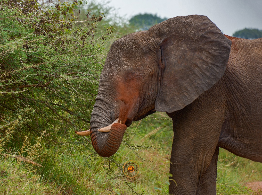 Giants of the wild, kings of the savannah. Happy international elephant Day.. #ElephantDay
#elephant <a href="/AndrewMuzito/">MuzBag Safaris Uganda LTD</a>