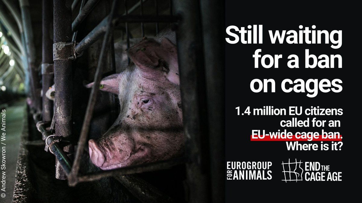 📢 Around 1.4 million EU citizens called to #BanCages across Europe.

Yet roughly 300 million animals are still being kept behind bars each year in the EU. 💔

No more delays! It's time to #EndTheCageAge: endthecageage.eu/en/