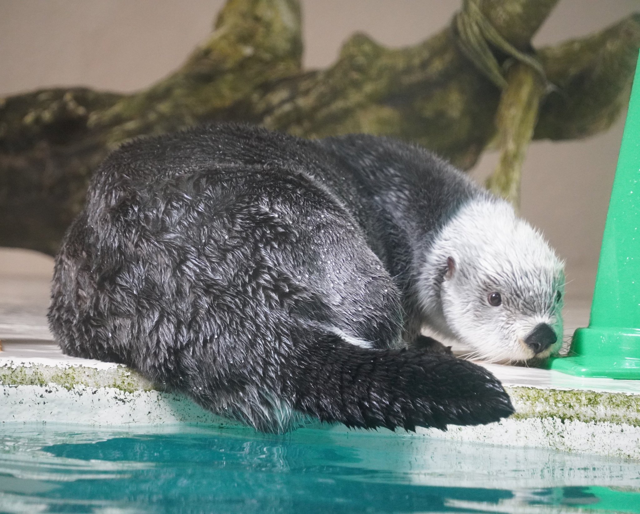 ラッコ☺︎ Zzz ・ ・ ・ ・ ・ #昼寝 #sleeping #海獺 #ラッコ親子 #ラッコ