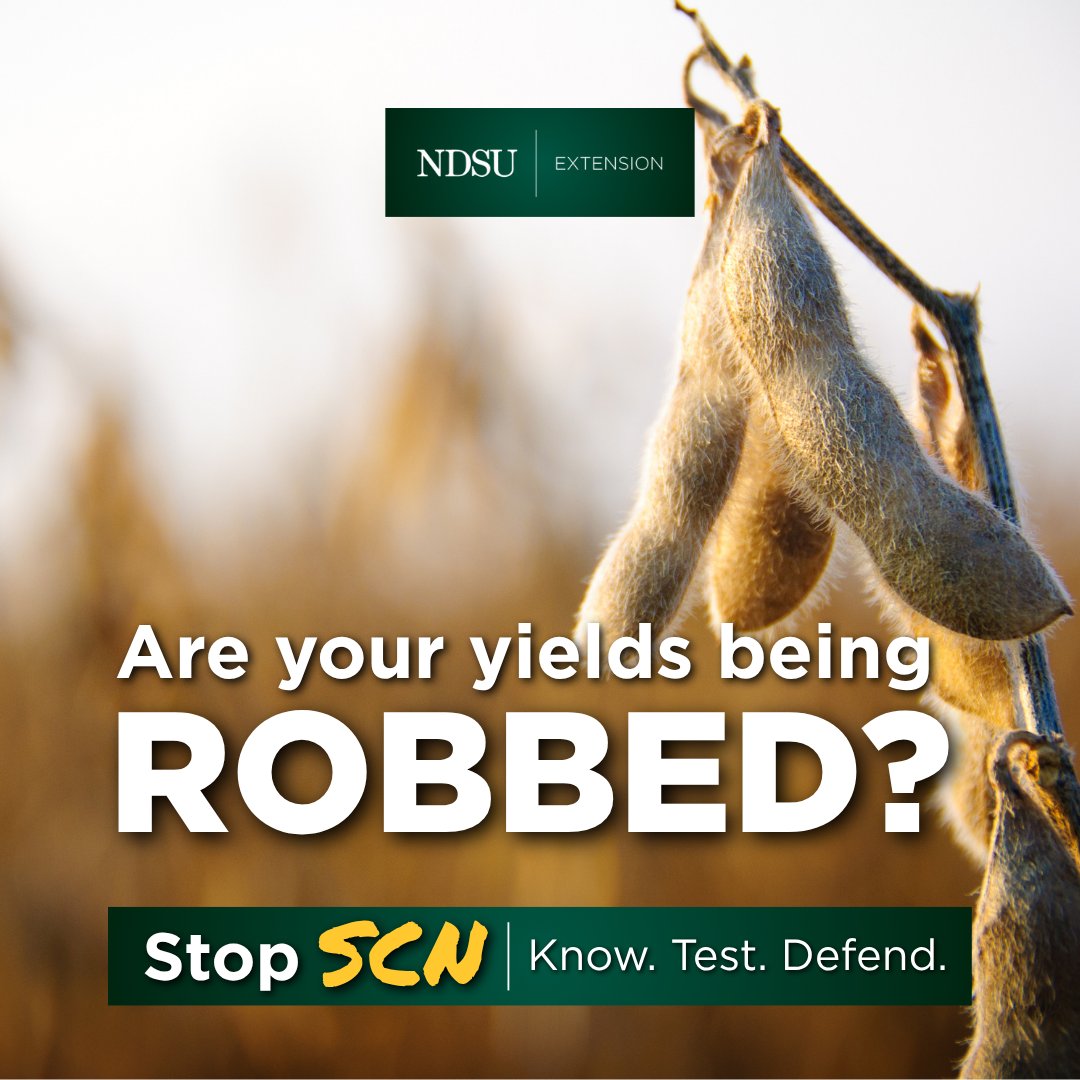 NDSUExtension's tweet image. SCN is the #1 yield-limiting pest in #soybeans — and often shows no symptoms.
🧪 #StopSCN. Know. Test. Defend.
Test your soil. Protect your yield. 
Learn more about SCN ndsu.edu/agriculture/ex…