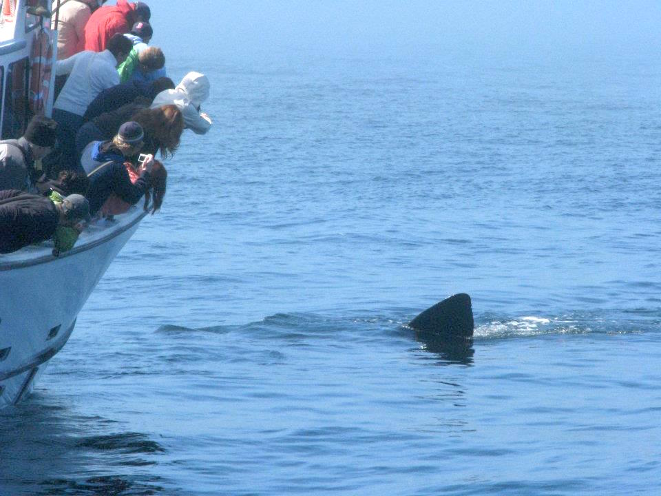 #Sharks are data poor, but there is a wealth of information out there! #sharkPulse onlinelibrary.wiley.com/doi/10.1111/fa…