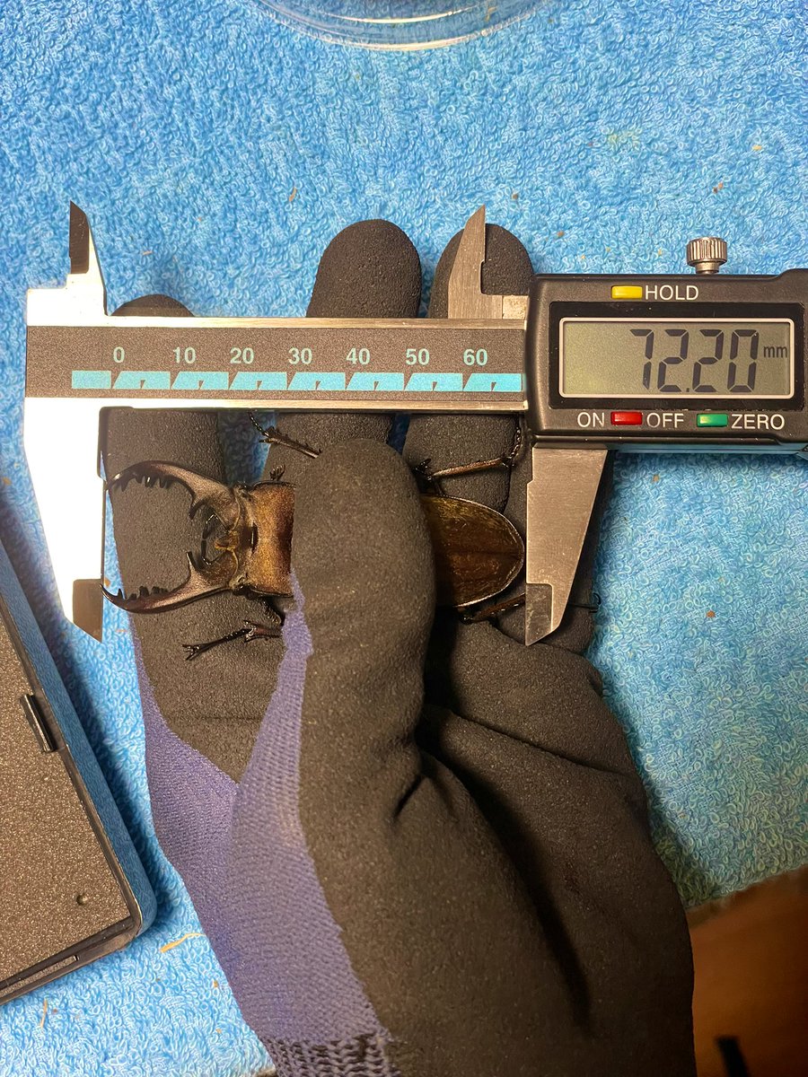 羽化してしばらくたつミヤマ達を水苔管理へ٩( 'ω' )و
全て71〜72㎜程度でした( ´ ▽ ` )♀が居ないから標本か鑑賞用