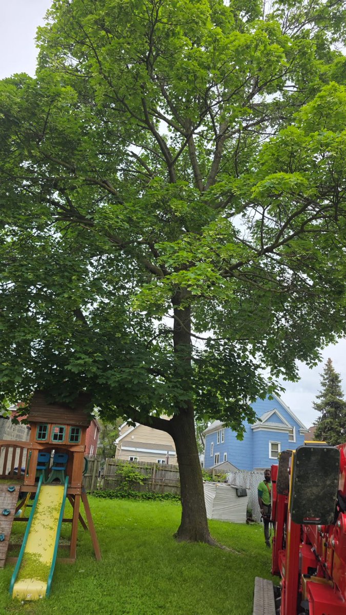 kdtreealbanyny's tweet photo. A tall tree once shaded the kids’ play area and yard, but after careful removal and cleanup, the space is now open, safe, and full of sunlight, perfect for playtime and family fun! 🌳✨
#TreeRemoval #YardTransformation #BackyardMakeover #SafePlay #OutdoorUpgrade https://t.co/upbpS1WD7E