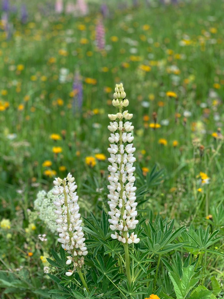 marisabiancotti's tweet image. 💚🤍💚