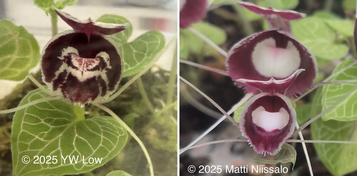 yeewenlow's tweet photo. Here are 2 entities known as a very variable taxon, #Corybas pictus (#Orchidaceae). [Left] A lowland “variant” from Borneo, and [Right] A clone very common in cultivation and likely a highland “variant”. Do you think they are the same? Let me know what you think 🤔 https://t.co/wukSd6W4gH
