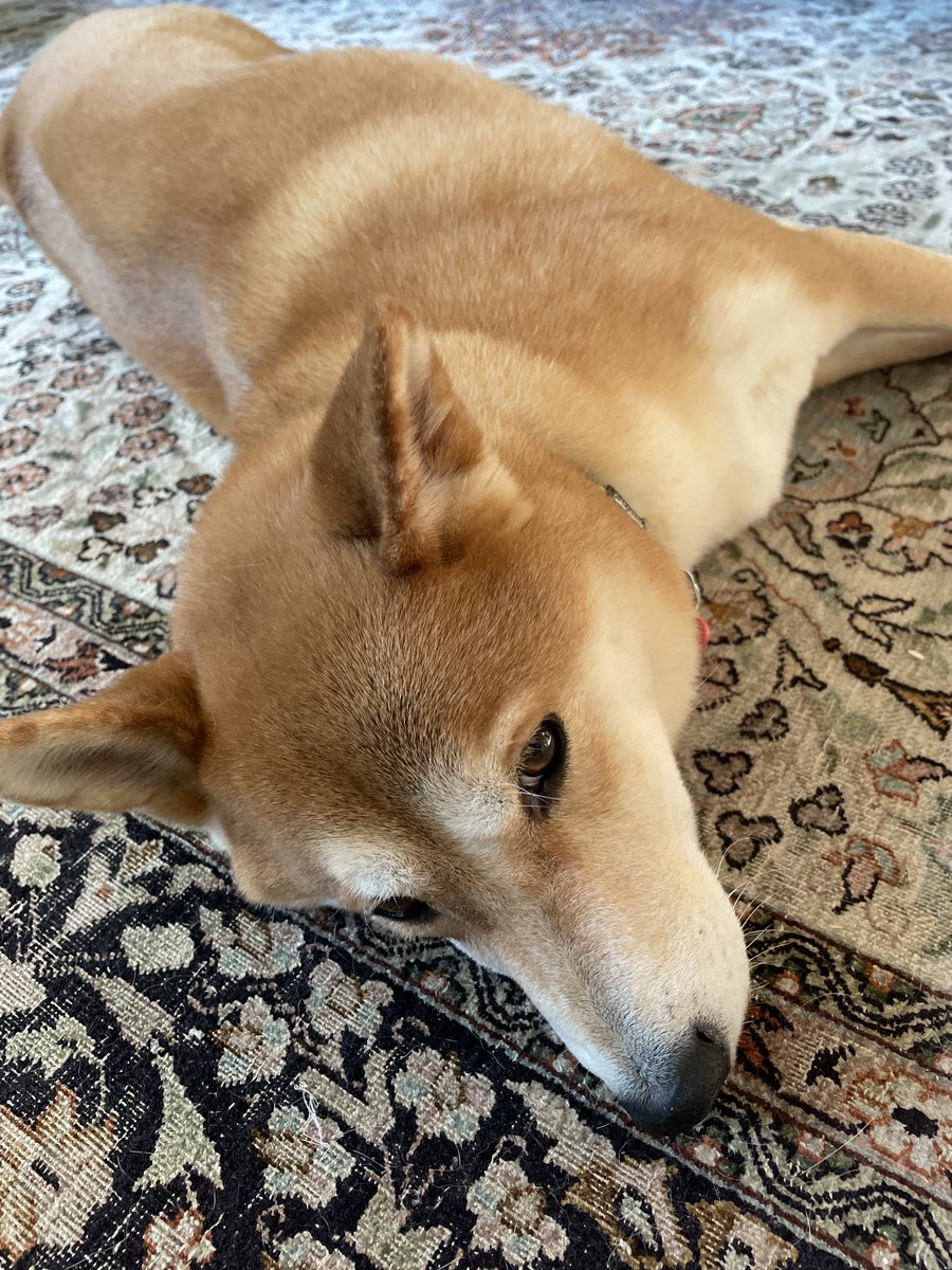 Chief Fluff Officer — Week 2 recap:
✔️ Attended meetings (horizontal)
✔️ Oversaw market sentiment (through eyelids)
✔️ Morale boost (immeasurable)
KPI score: 100% fluff. 🐶💫