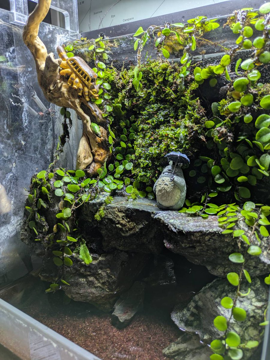 🌳森つくりました🌳②

#テラリウム
#terrarium
#アクアリウム
#苔リウム
#トトロ
#ジブリ