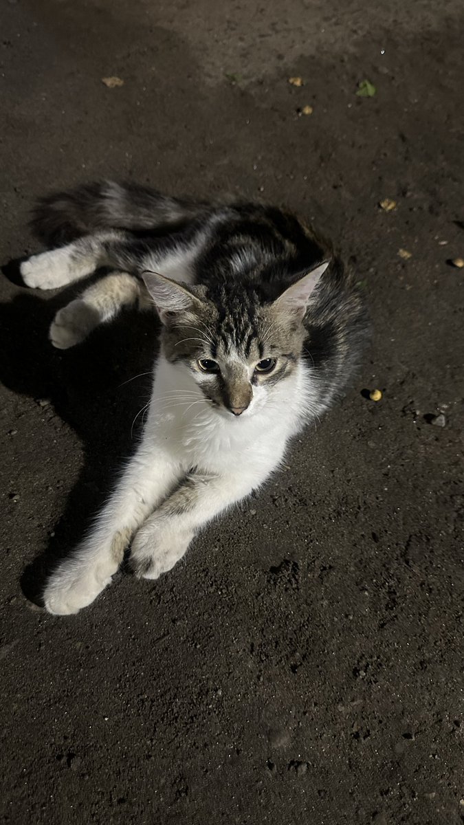 Oscar_Creador's tweet photo. Found this cute cat during my trip https://t.co/uMjeWoZ0G8