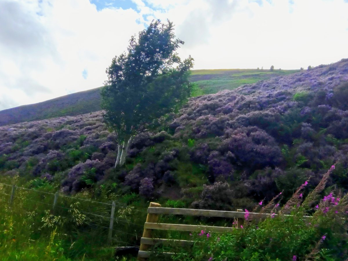 Sleep wouldn't come
rockabye moon
sang a soft lullaby 
to soothe my restless mood

alas
it was no use

#grumpy I rose 
with the lemon sun 
&amp; wandered heathered hills
'til my day was done

night came back
&amp; tenderly wrapped
my worn weary body
in silent black

#vss365
#Fromoneline