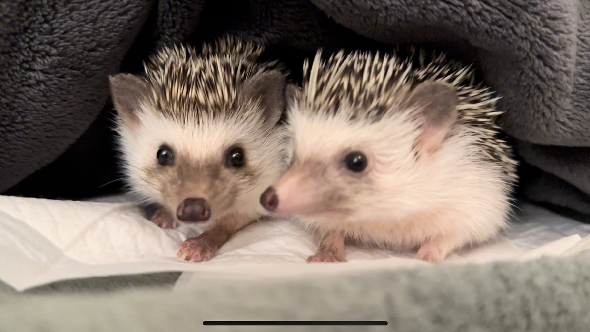 日本ハリネズミ協会 (@p_hedgehog_jp) / X