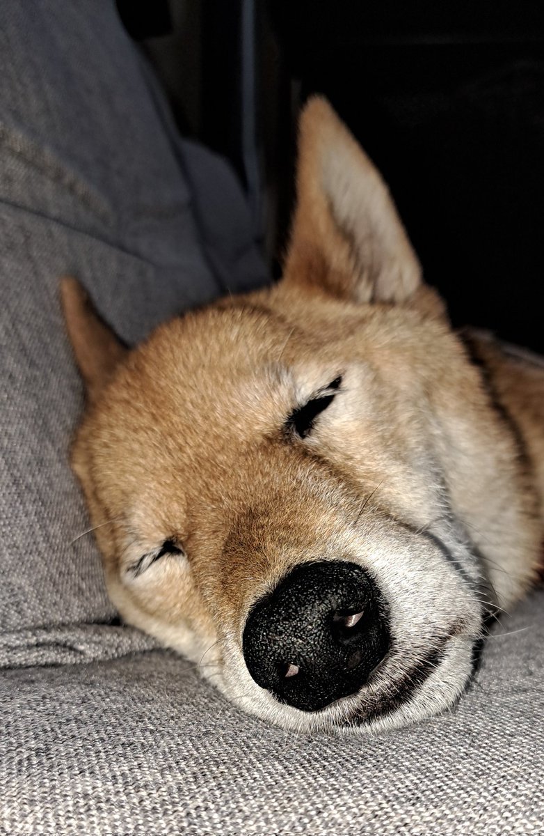 無視が帰る時の柴犬の顔