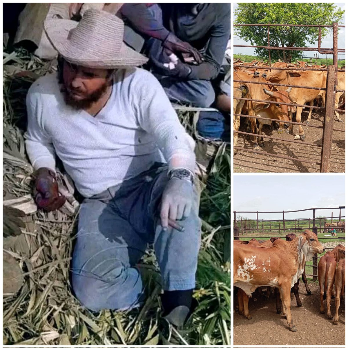 Al desarrollo ganadero en Cuba por la importancia para la alimentación del pueblo #Fidel dedicó gran parte de su vida y esfuerzo. Hoy en #LaSierpe se trabaja en función de su fomento y desarrollo.
#SanctiSpíritusEnMarcha <a href="/PartidoPCC/">Partido Comunista de Cuba</a> <a href="/AsambleaCuba/">Asamblea Nacional Cuba</a> <a href="/DiazCanelB/">Miguel Díaz-Canel Bermúdez</a> <a href="/DrRobertoMOjeda/">Dr. Roberto Morales Ojeda</a>