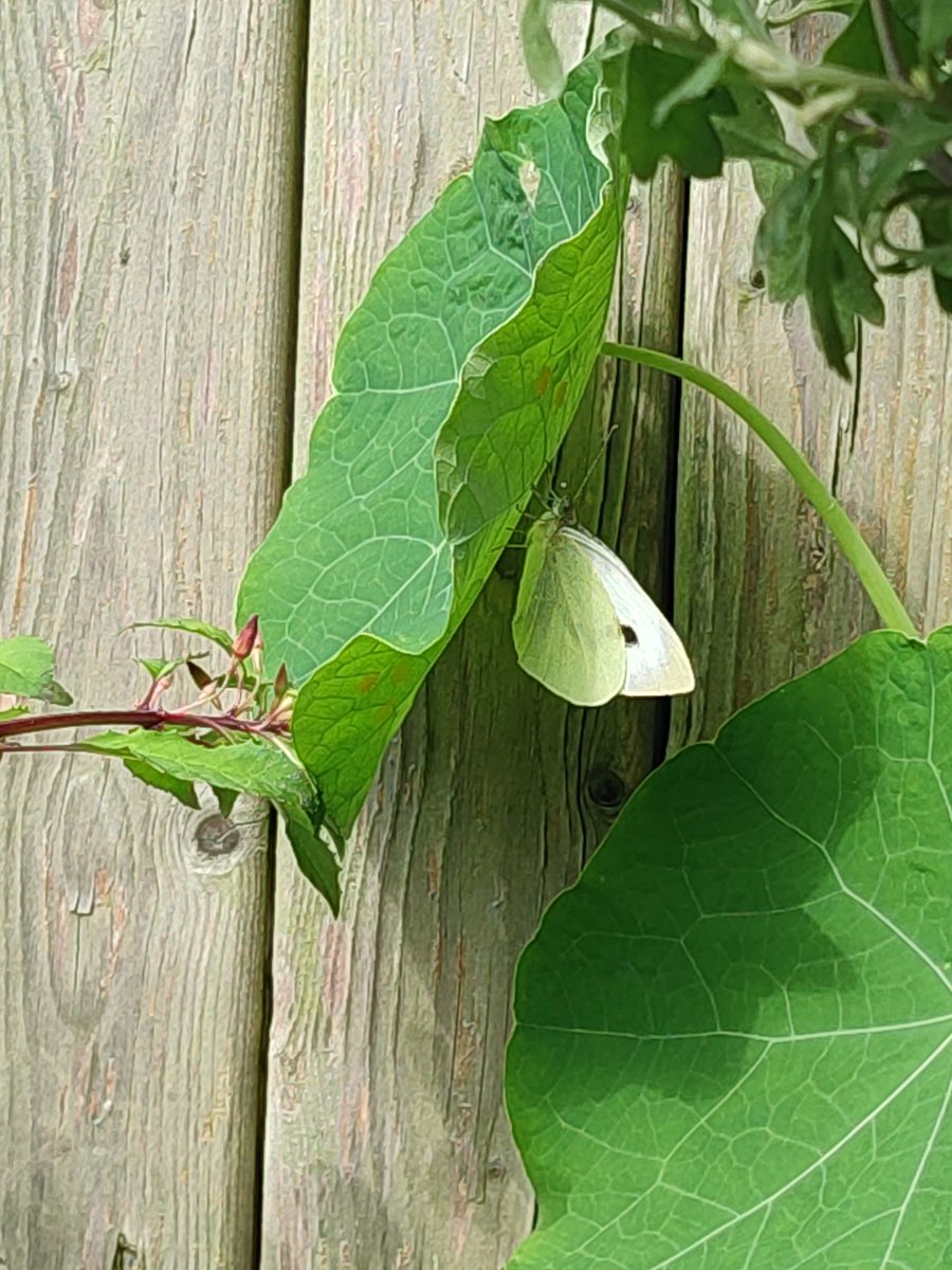 Brian E.Carruthers tweet media