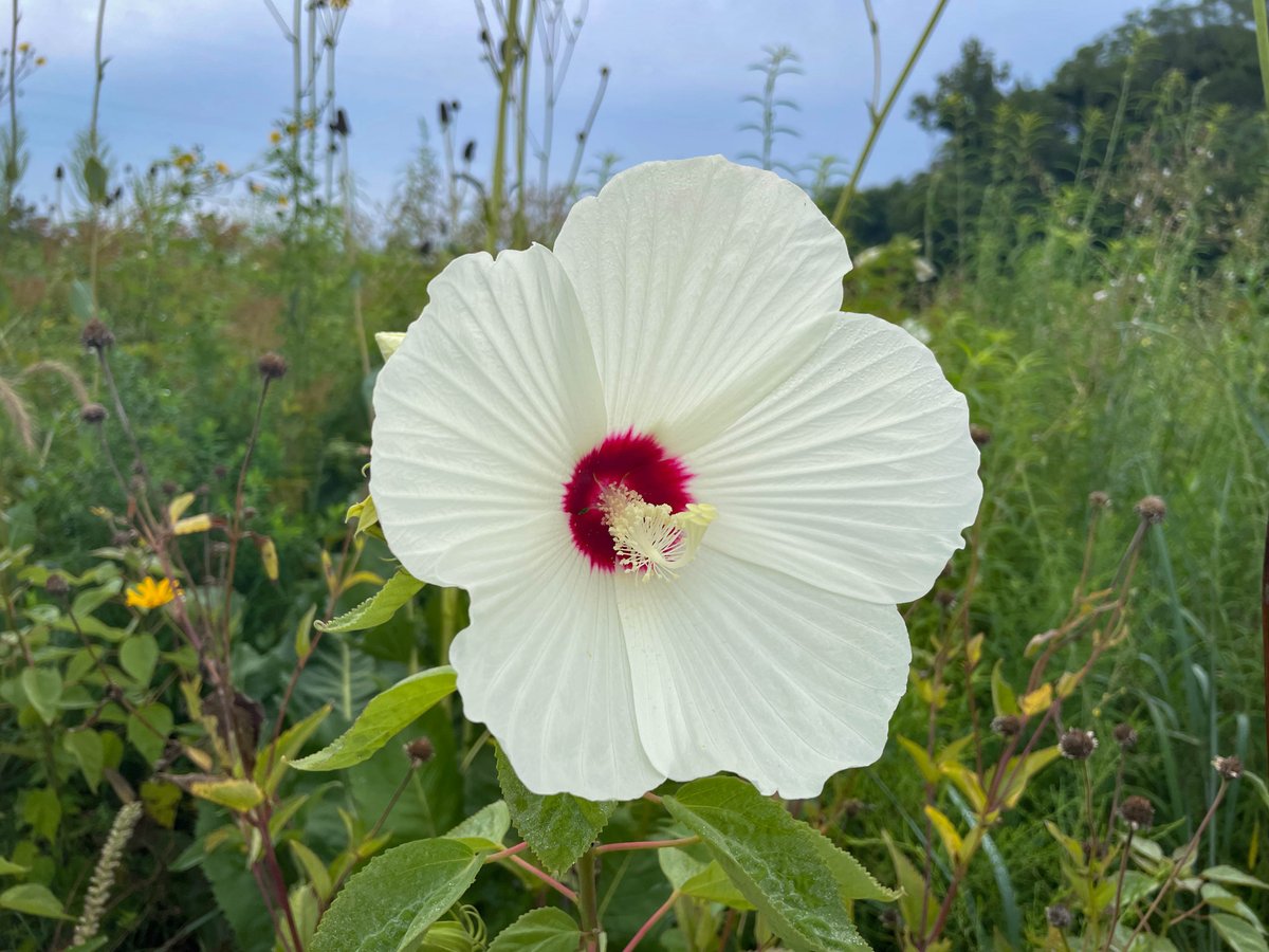 Look what we spotted blooming in the color burst bed! Rose mallow (𝐻𝑖𝑏𝑖𝑠𝑐𝑢𝑠 𝑙𝑎𝑠𝑖𝑜𝑐𝑎𝑟𝑝𝑜𝑠) boasts large white flowers with an eye-catching red center that serves as a welcome sight for wandering hummingbirds. Come see this beauty and more throughout the garden.
