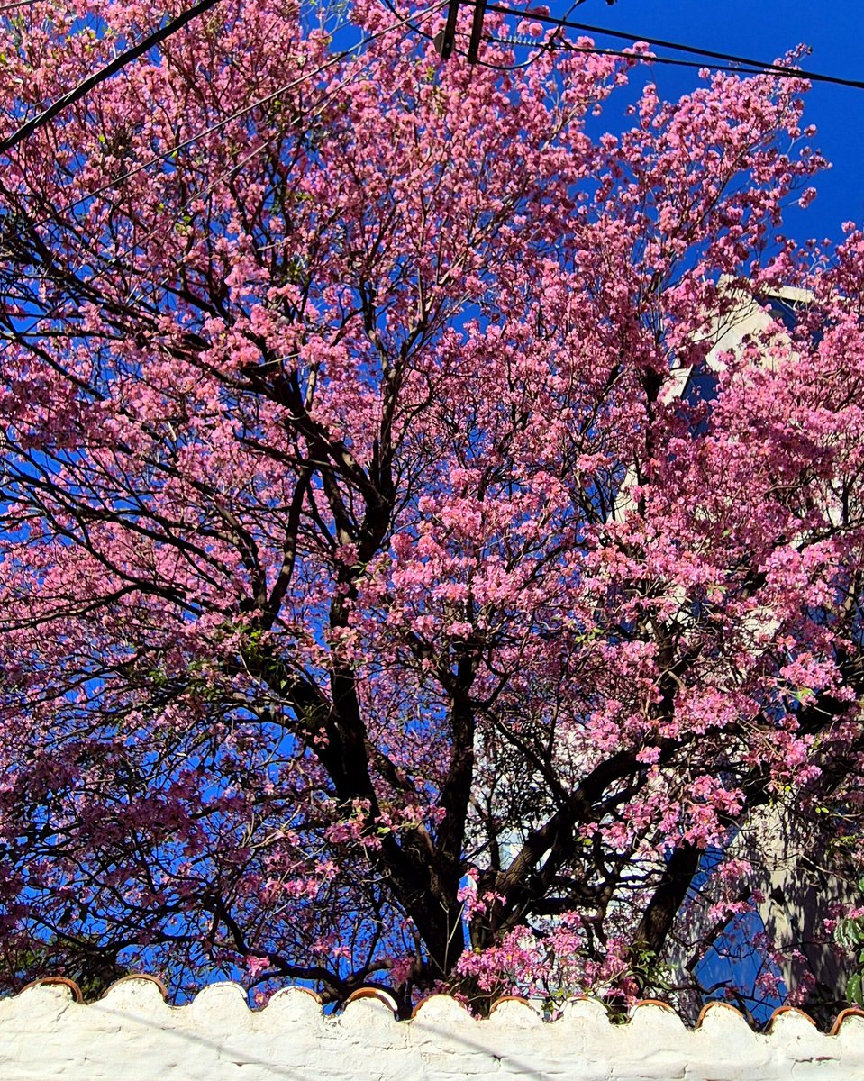 Agosto en Asunción 🇵🇾
Una ciudad bañada de rosa 🌸