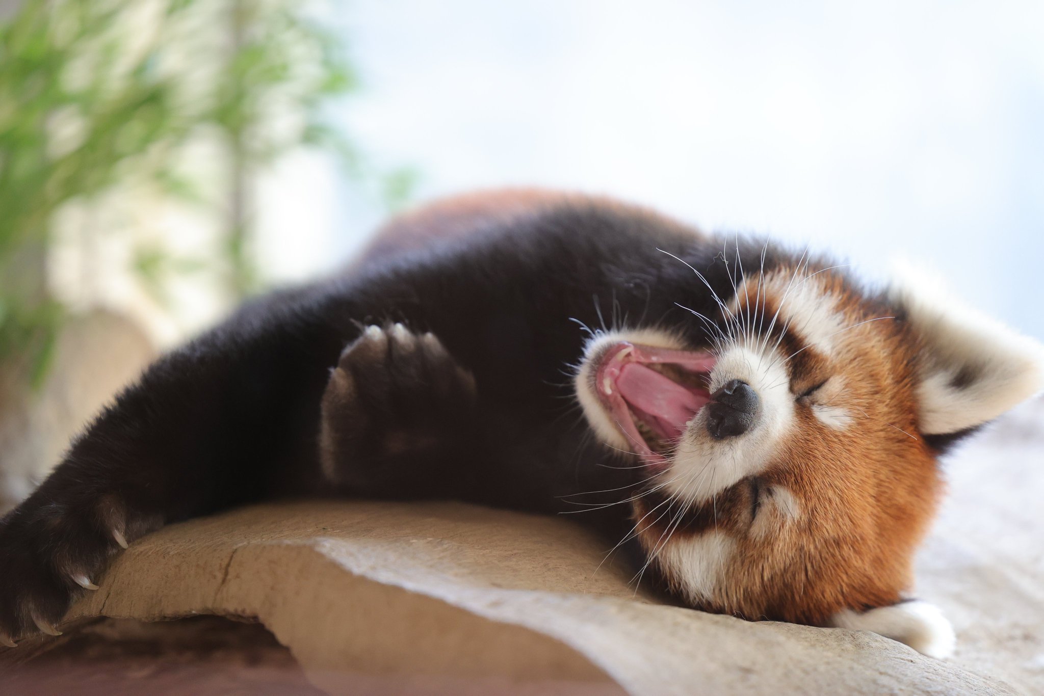 ぷうあ「まったりレッサーパンダ」「雀とキジトラ猫さん」他 飼育員さんに必死に〇〇をおねだりするレッサーパンダ〈まめ