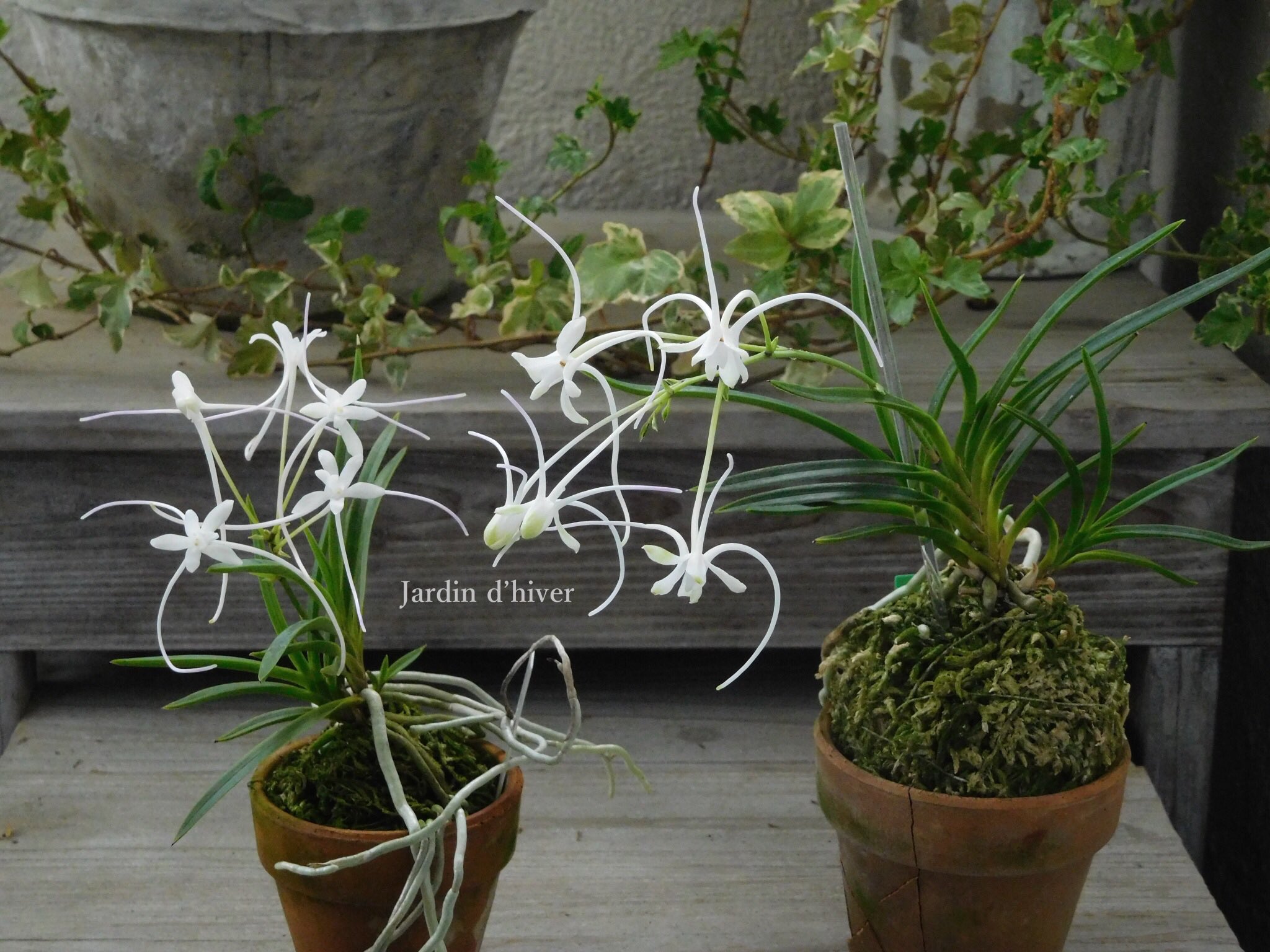 抽象的なパステル画 植物と球体宙花 花鳥 on X: 
