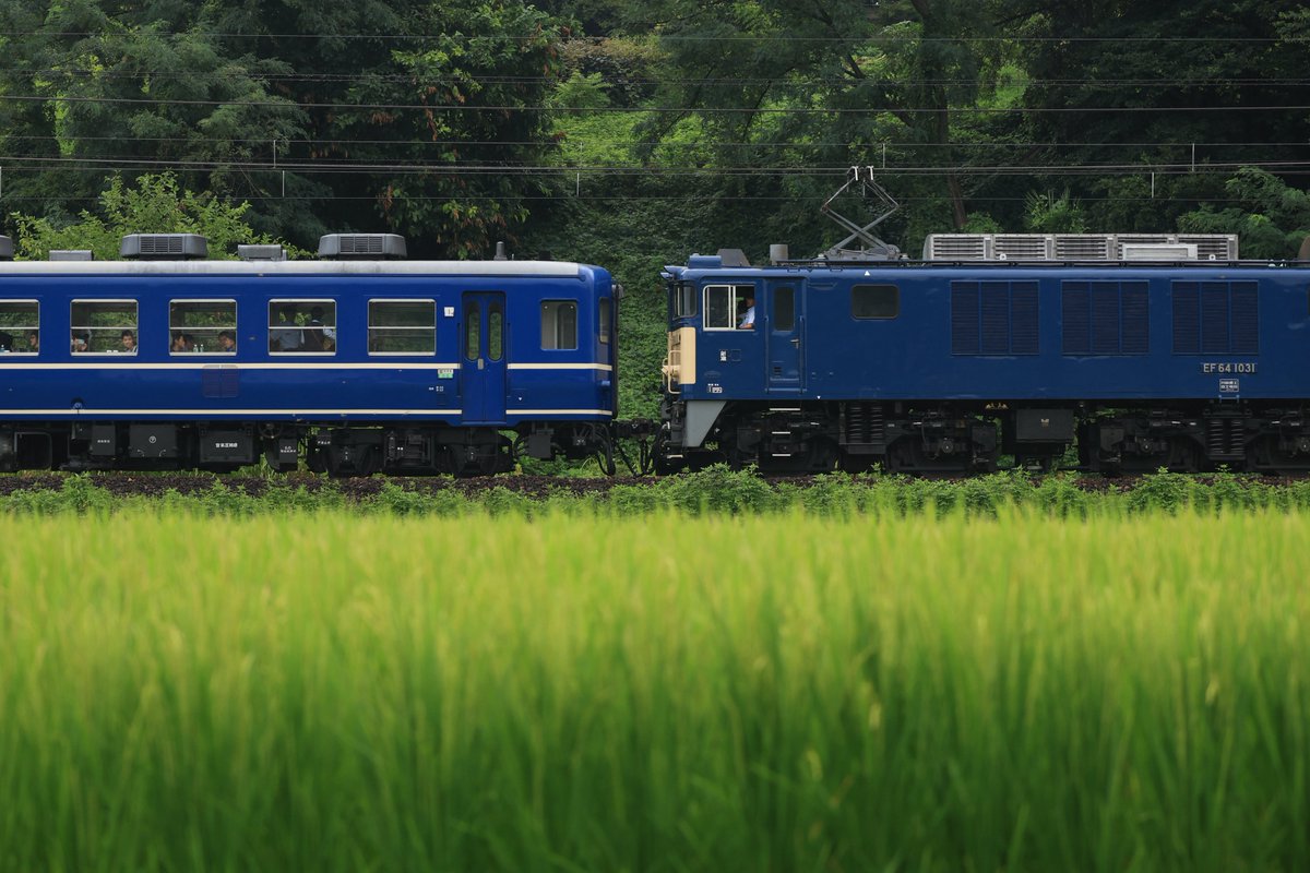 641000mania's tweet image. 2025.8/10.11
8137D〜9136レ(GV・SLぐんま横川)※復路EL代走
GV-E197系TS08編成+12系+EF64-1031

長岡64が夏の信越線高崎口へ。
所属違えどあの頃の日常が戻ってきたようで終始感動🥲
撮影されてた方々ならびにお会いした方々お疲れ様でした。