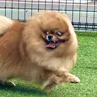 トムとジェリーに出演させてあげたい

#犬 #いぬ #多頭飼い #ポメラニアン #犬好きさんと繋がりたい #dog #doglover #pomeranian  #dogoftheday