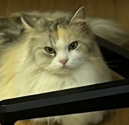 Princess Cubelita tweet media