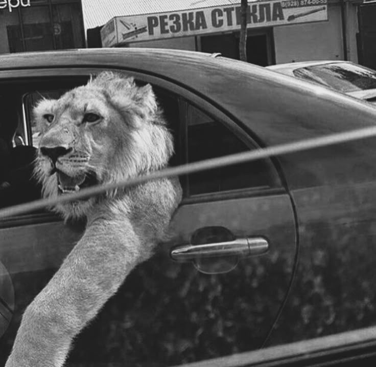 REX (@rexchillect) on Twitter photo 