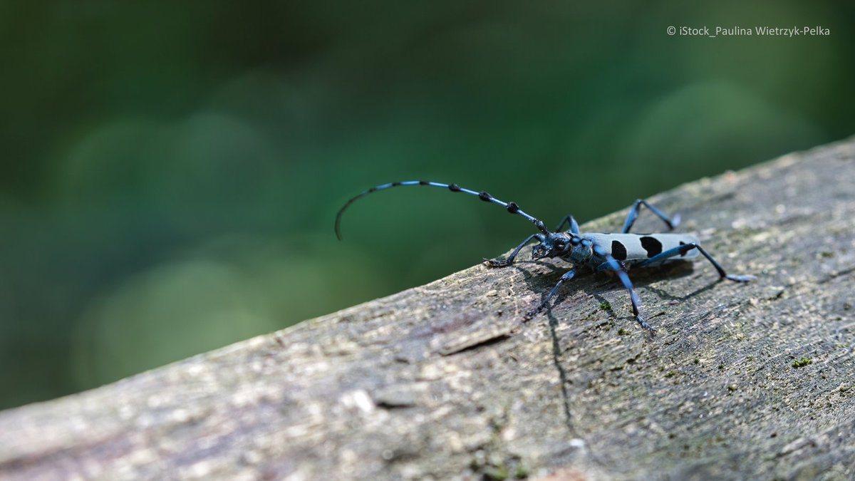 IUCN Eastern Europe and Central Asia tweet media