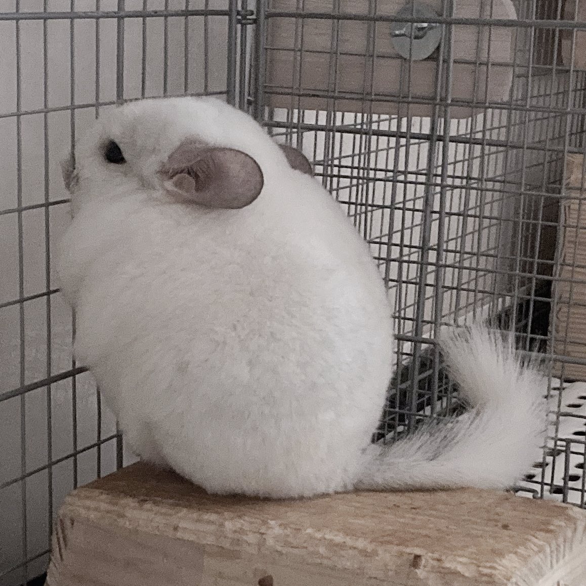 チンチラすき (@oisioisioi) on Twitter photo 