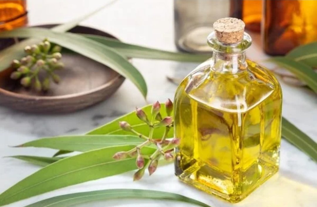 Ocaliptus Yağı 

*Cildi onarır iyileştirir
*Ciltte akne sivilce
genç parlak kalmasına
*Eklem ağrıları romatizmal
*Cilt yüzeyindeki şişliği azaltır
*Kas ağrılarını keser
*Odaklanma gücünü arttırır
*Vücuda dinginlik verir
#adana #seyhan #çukurova #mersin #naturaloil #thai #bali