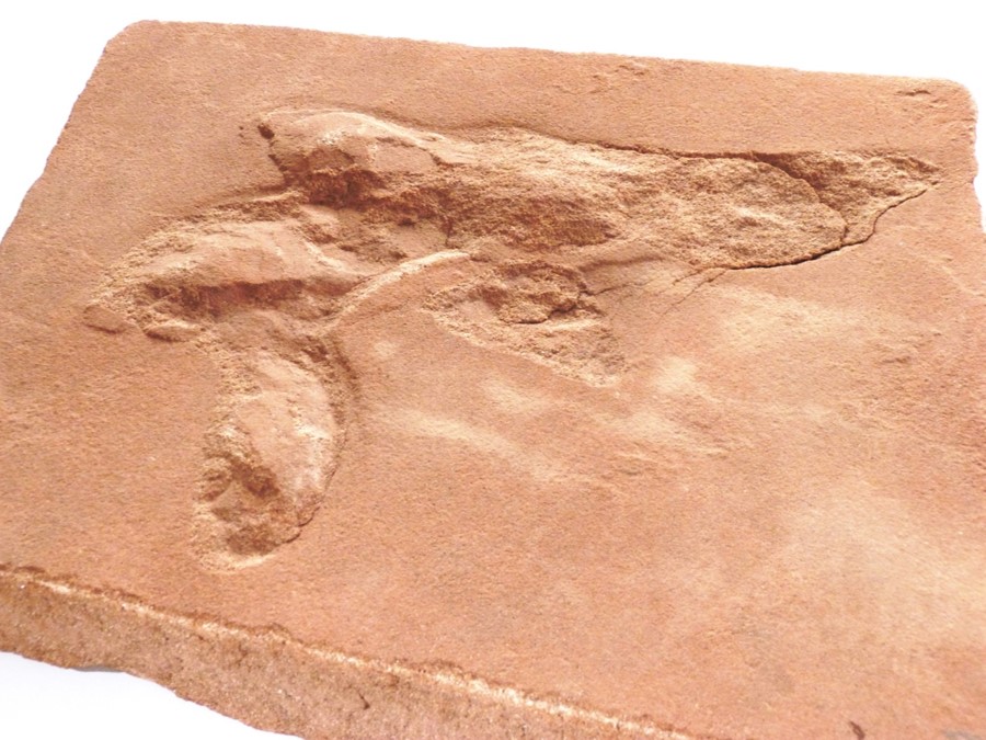 Its Dinosaur Day in Penrith on Saturday 23 August!
Visit the Museum to discover a FOSSIL FOOTPRINT of an early reptile that lived before dinosaurs, found in Bowscar Quarry near Penrith, and see a rare fossil TRILOBITE.  Open 10-4 FREE entry