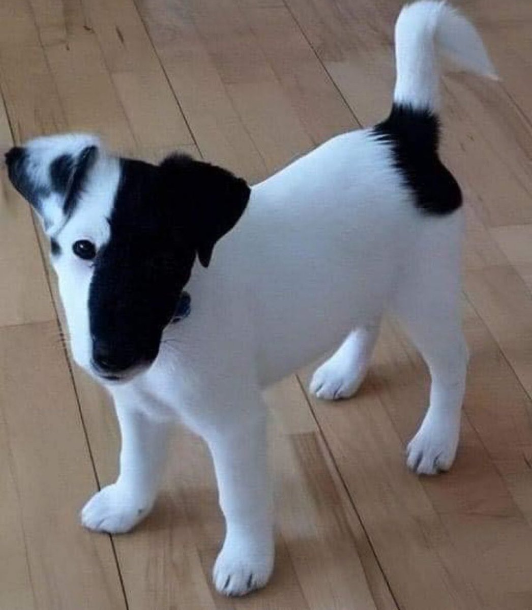 PsycheWizard's tweet photo. What would you name this pup if it was yours??? https://t.co/IFG12CE7aV