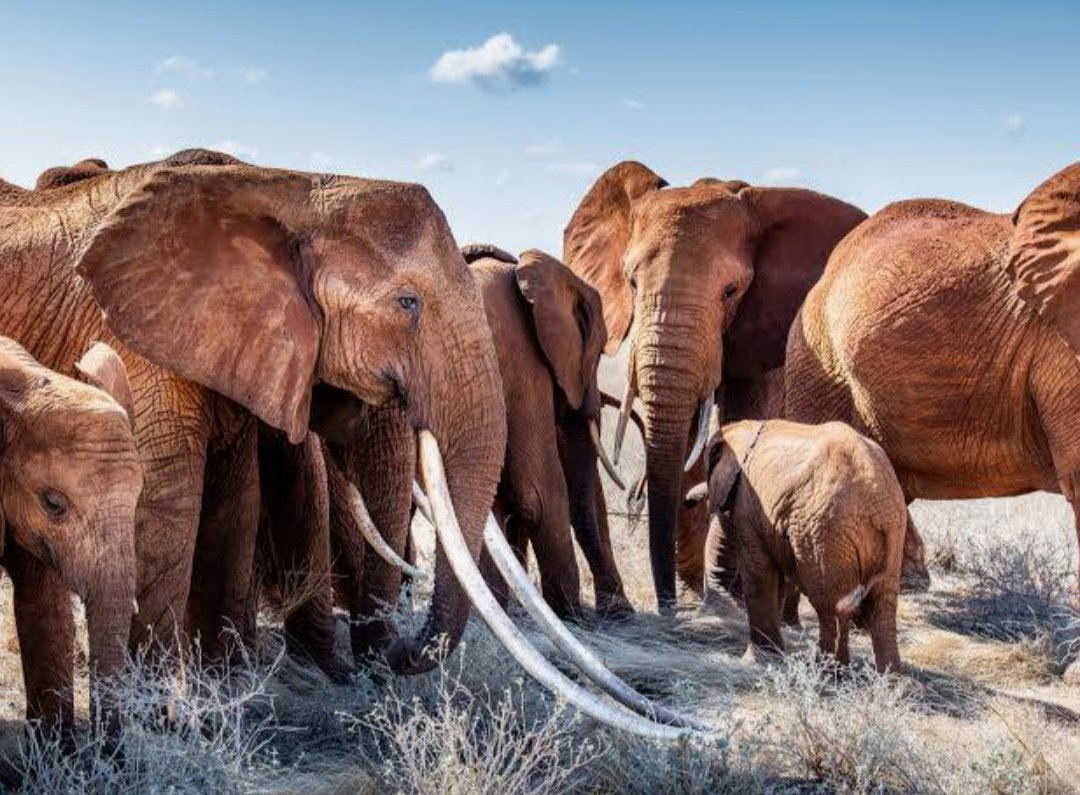 Honoring the matriarchs 🦣❣
#WorldElephantDay2025
#WorldElephantDay

The oldest, most dominant female is called the matriarch. The matriarch is the backbone of the elephant family unit because she provides stability and determines ranging patterns for the rest of the family..
